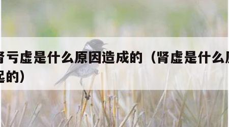肝肾亏虚是什么原因造成的（肾虚是什么原因引起的）