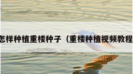 怎样种植重楼种子（重楼种植视频教程）