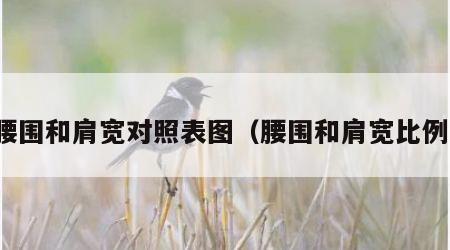 腰围和肩宽对照表图（腰围和肩宽比例）