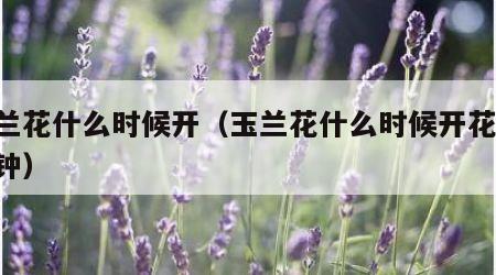 玉兰花什么时候开（玉兰花什么时候开花 几点钟）