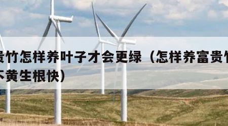 富贵竹怎样养叶子才会更绿（怎样养富贵竹叶子不黄生根快）
