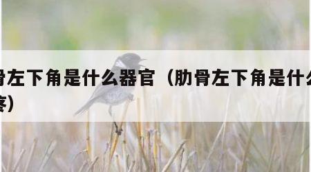 肋骨左下角是什么器官（肋骨左下角是什么器官疼）