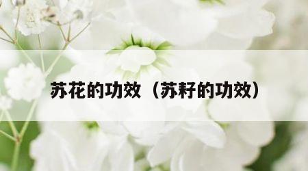 苏花的功效（苏耔的功效）