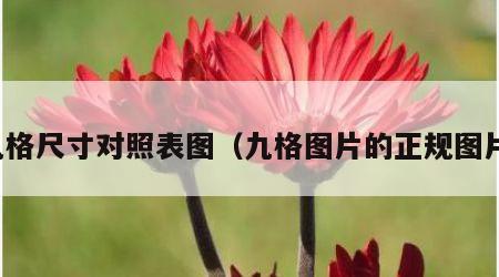 九格尺寸对照表图（九格图片的正规图片）