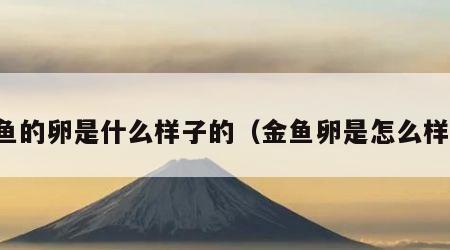 金鱼的卵是什么样子的（金鱼卵是怎么样的）