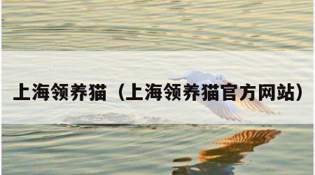 上海领养猫（上海领养猫官方网站）