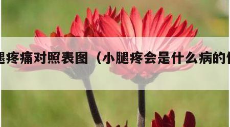 小腿疼痛对照表图（小腿疼会是什么病的信号）