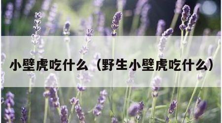 小壁虎吃什么（野生小壁虎吃什么）