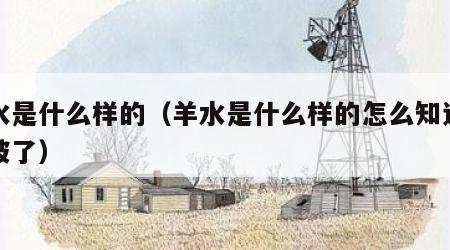 羊水是什么样的（羊水是什么样的怎么知道羊水破了）
