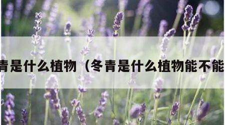 冬青是什么植物（冬青是什么植物能不能吃）