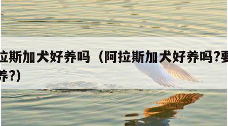 阿拉斯加犬好养吗（阿拉斯加犬好养吗?要怎么养?）