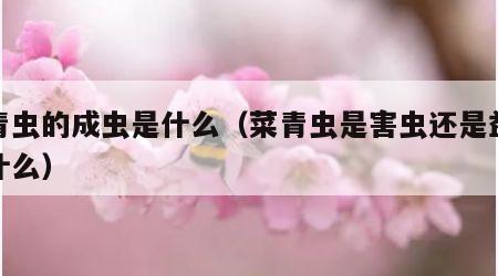 菜青虫的成虫是什么（菜青虫是害虫还是益虫为什么）