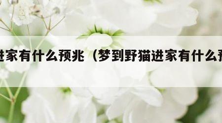 猫进家有什么预兆（梦到野猫进家有什么预兆）