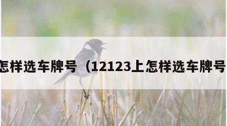 怎样选车牌号（12123上怎样选车牌号）