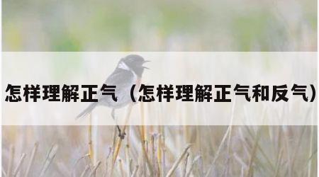 怎样理解正气（怎样理解正气和反气）