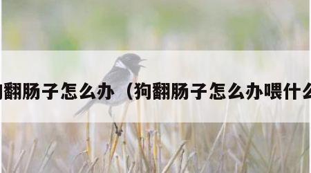 狗翻肠子怎么办（狗翻肠子怎么办喂什么）