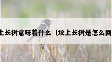 坟上长树意味着什么（坟上长树是怎么回事）