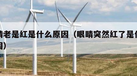 眼睛老是红是什么原因（眼睛突然红了是什么原因）