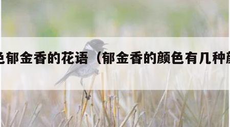 紫色郁金香的花语（郁金香的颜色有几种颜色）