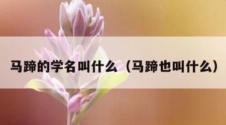 马蹄的学名叫什么（马蹄也叫什么）