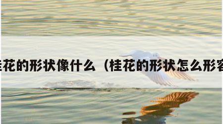 桂花的形状像什么（桂花的形状怎么形容）