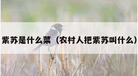 紫苏是什么菜（农村人把紫苏叫什么）