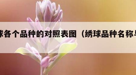 绣球各个品种的对照表图（绣球品种名称与图片）