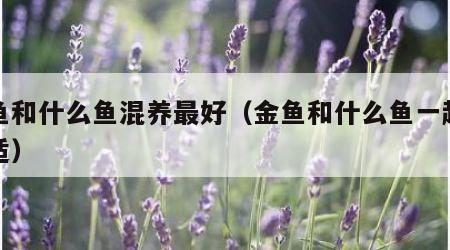 金鱼和什么鱼混养最好（金鱼和什么鱼一起养合适）