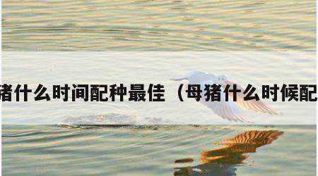 母猪什么时间配种最佳（母猪什么时候配种）