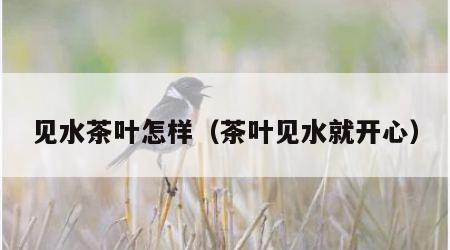 见水茶叶怎样（茶叶见水就开心）