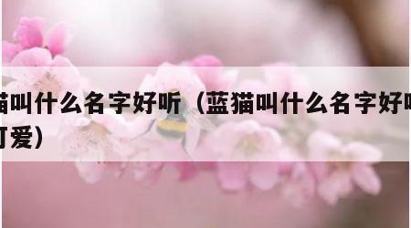 蓝猫叫什么名字好听（蓝猫叫什么名字好听大全可爱）