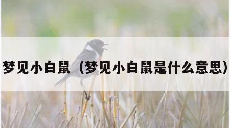 梦见小白鼠（梦见小白鼠是什么意思）