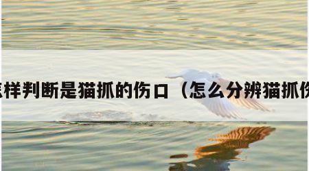 怎样判断是猫抓的伤口（怎么分辨猫抓伤）