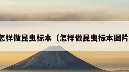 怎样做昆虫标本（怎样做昆虫标本图片）