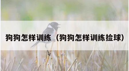 狗狗怎样训练（狗狗怎样训练捡球）