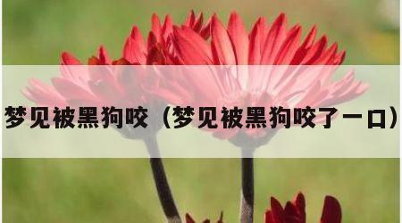 梦见被黑狗咬（梦见被黑狗咬了一口）