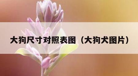 大狗尺寸对照表图（大狗犬图片）