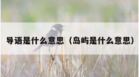 导语是什么意思（岛屿是什么意思）