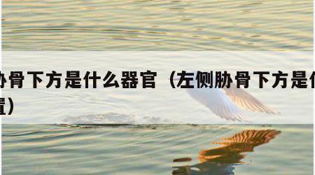 左胁骨下方是什么器官（左侧胁骨下方是什么位置）