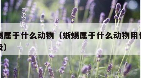 蜥蜴属于什么动物（蜥蜴属于什么动物用什么呼吸）
