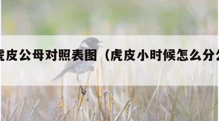小虎皮公母对照表图（虎皮小时候怎么分公母）