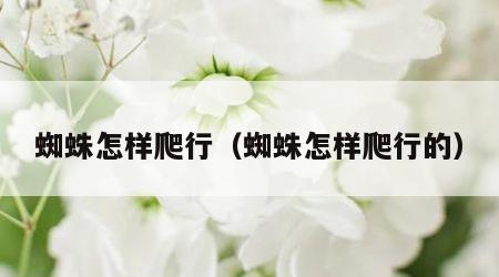 蜘蛛怎样爬行（蜘蛛怎样爬行的）