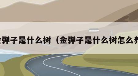 金弹子是什么树（金弹子是什么树怎么养）