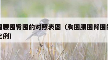 胸围腰围臀围的对照表图（胸围腰围臀围的黄金比例）