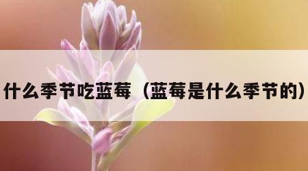 什么季节吃蓝莓（蓝莓是什么季节的）
