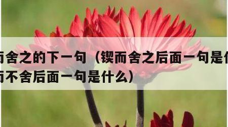 锲而舍之的下一句（锲而舍之后面一句是什么锲而不舍后面一句是什么）