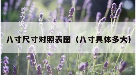 八寸尺寸对照表图（八寸具体多大）