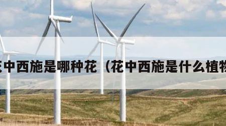 花中西施是哪种花（花中西施是什么植物）