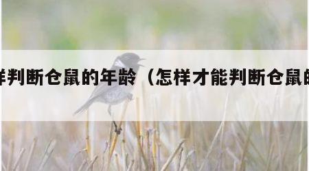 怎样判断仓鼠的年龄（怎样才能判断仓鼠的年龄）