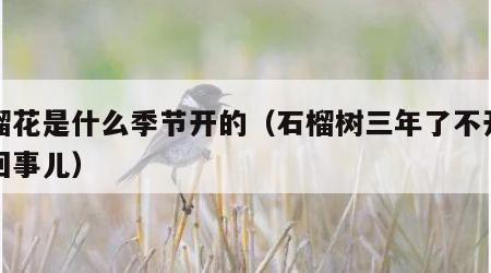 石榴花是什么季节开的（石榴树三年了不开花咋回事儿）